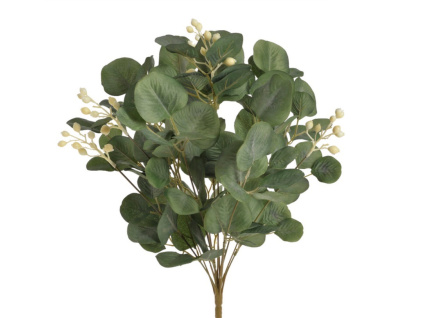 Eukalyptus s bílými bobulemi