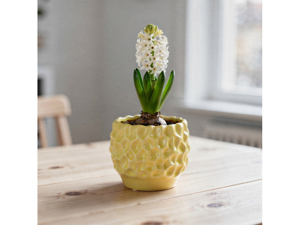 květináč s hyacintem