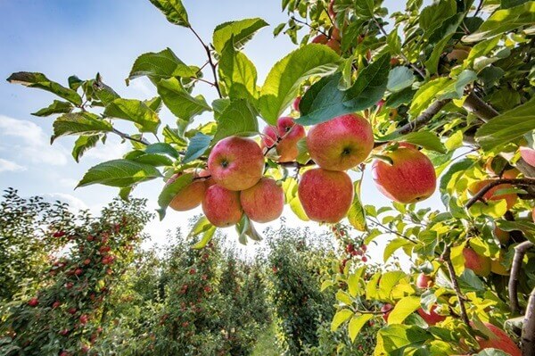 Úroda a skladovanie jabĺk: Ako na to?