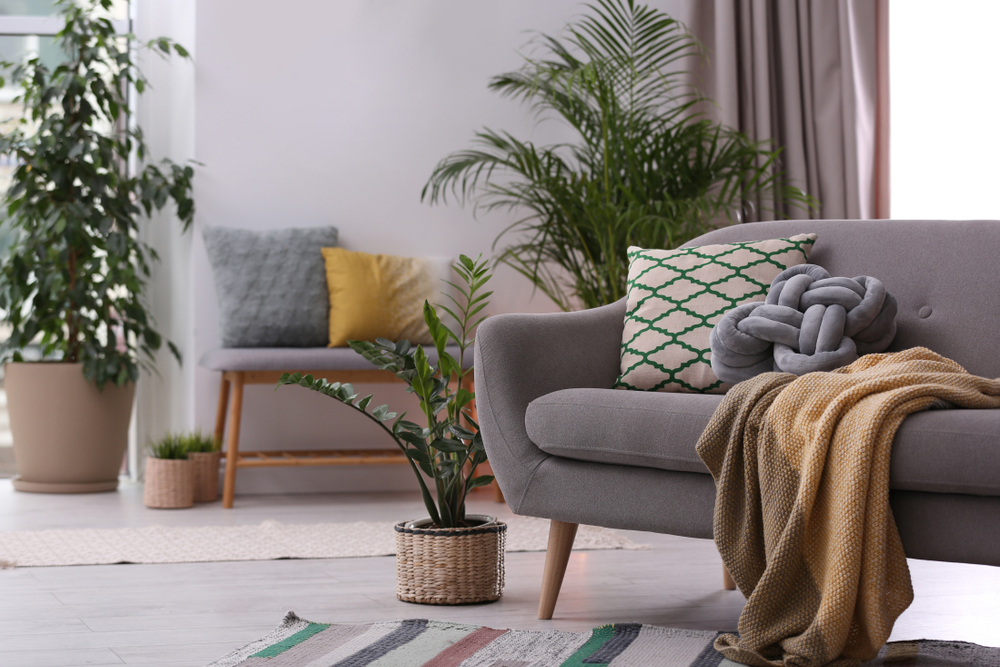 Izbové rastliny nielen na okrasu