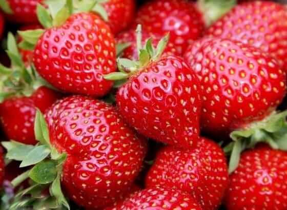 Sadenice mesačných jahôd a jahôd: čo sa oplatí vedieť?