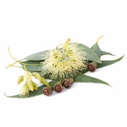 Bylinkový olej do horúceho kúpeľa eukalyptus