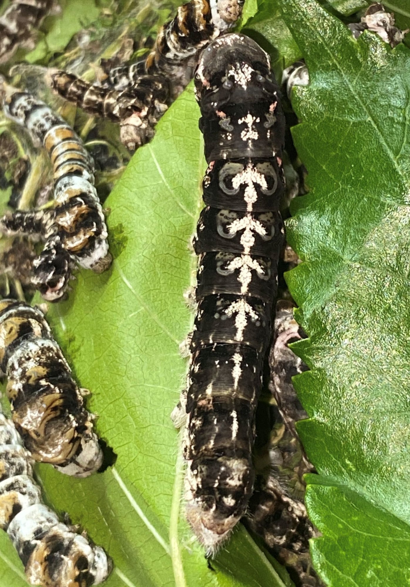 Hybridy bource morušového