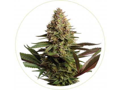 OG KUSH FEMINIZED SEEDS