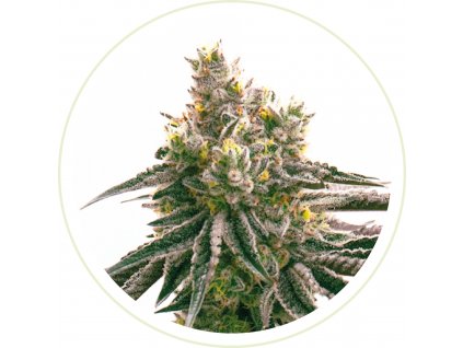 RUNTZ FEMNIZED SEEDS