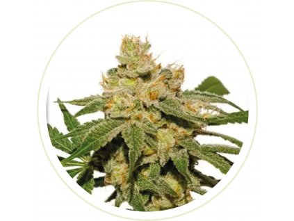 GELATO SUNRISE FEMINIZED SEEDS