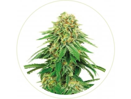 GIRL SCOUT COOKIES FEMINIZED SEEDS