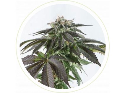 BUBBA KUSH SEEDS