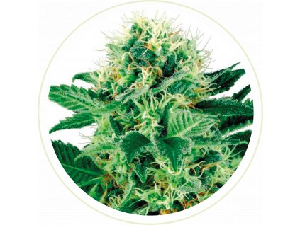 AUTO MAGNUM FEMINIZED SEEDS