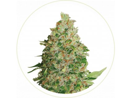 AUTO CRITICAL BILBO FEMINIZED SEEDS