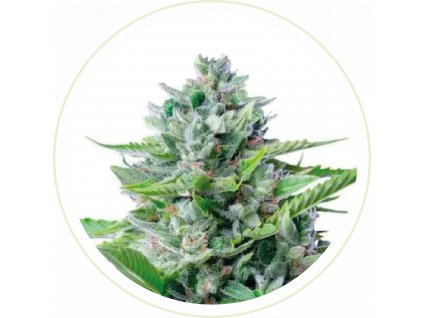 CBD AUTO PAINKILLER SEEDS