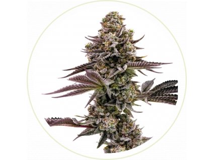 CBD BLUEBERRY MUFFINS FEMINIZED SEEDS