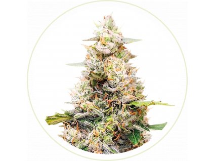 CBD AAA FEMINIZED SEEDS