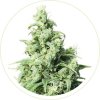 UK CHEESE FEMINIZED SEEDS