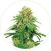GIRL SCOUT COOKIES FEMINIZED SEEDS
