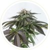 BUBBA KUSH SEEDS