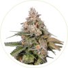 PEANUT BUTTER BREATH FEMINIZED SEEDS