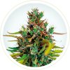 CBD AUTO DOS SI DOS SEEDS