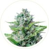 CBD AUTO PAINKILLER SEEDS