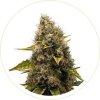 CBD WATERMELON COOKIES FEMINIZED SEEDS