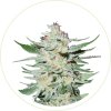 CBD BUBBLE GUM FEMINIZED SEEDS