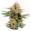 CBD CRITICAL KUSH FEMINIZED SEEDS