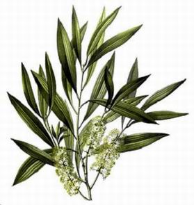 Ikona: tea tree