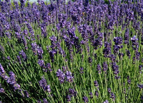 Levandule lékařská (Lavandula angustifolia)