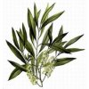 teatree