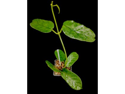 Hoya villosa long leaves