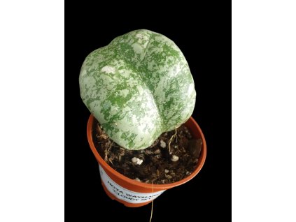 Hoya waymanie Cloudy Sky