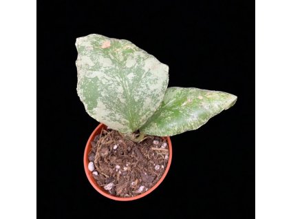 hoya waymanie cloudy sky dvoulist mirne poskrabany