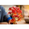 LEGO® Botanicals 10348 Bonsaj – Japonský červený javor