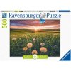 Ravensburger puzzle Pampelišky v západu slunce 500 dílků