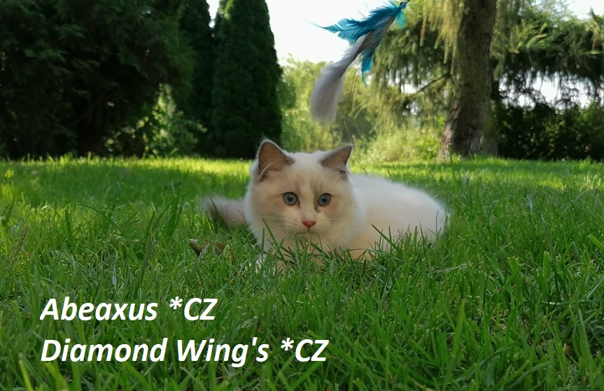 Hračka pro kočky kohout