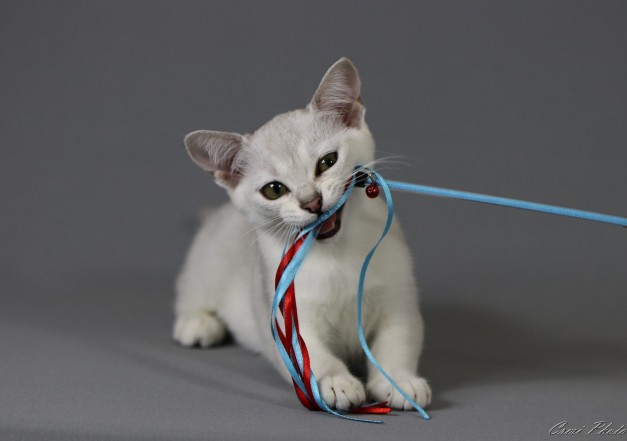 Mašle na pevné tyči