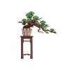 Evergreen Pine Bonsai - Wooden 3D Puzzle