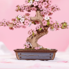 Sakura Bonsai - dřevěná stavebnice bonsaje