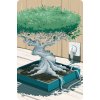 Dixit 10 - Mirrors