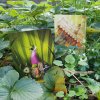 Dixit 10 - Mirrors