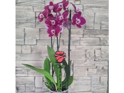 Růže se jménem na přání