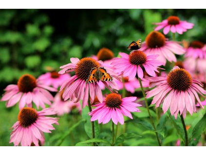 Třapatka  - Echinacea 0,5 Kg