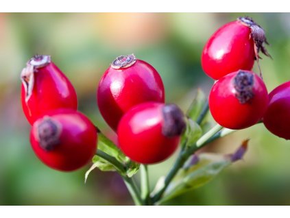 Šípek slupky hrubé 0,5Kg