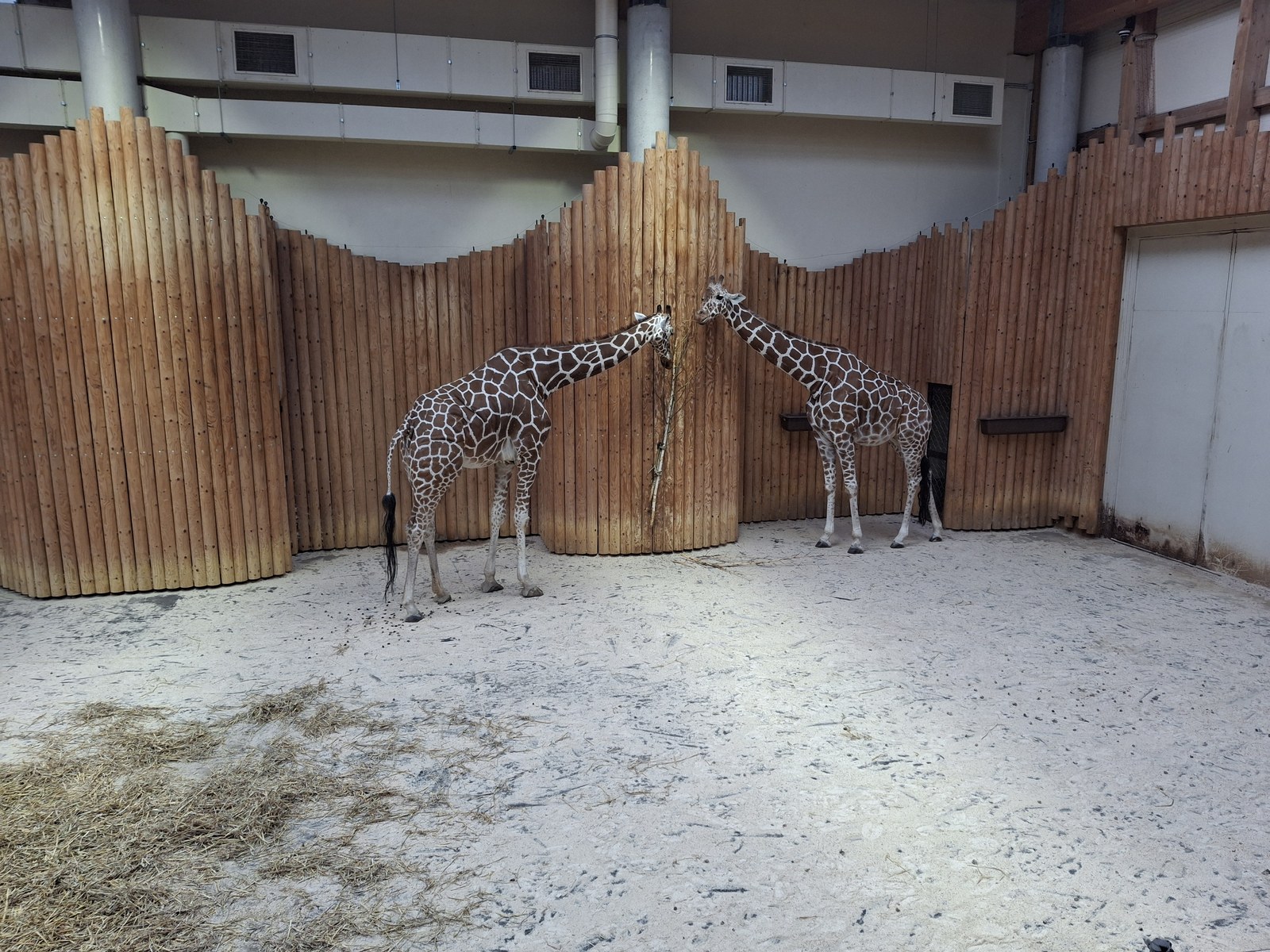 Safari Park Express 2026: retro vlakem do Safari Parku Dvůr Králové