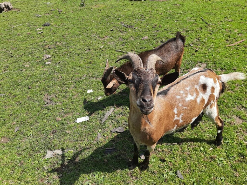 Zahrada se zvířaty Bítov: zvířátka a hřiště u hradu