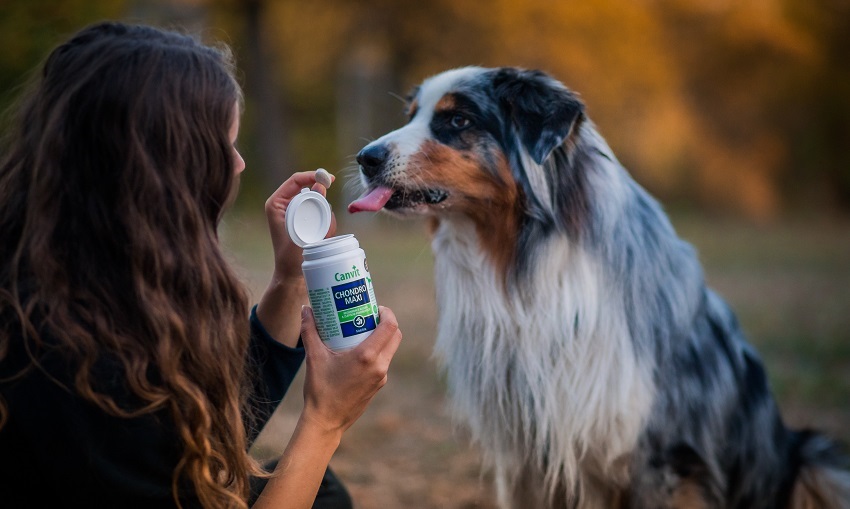 Canvit – doplňky stravy vyvinuté veterináři