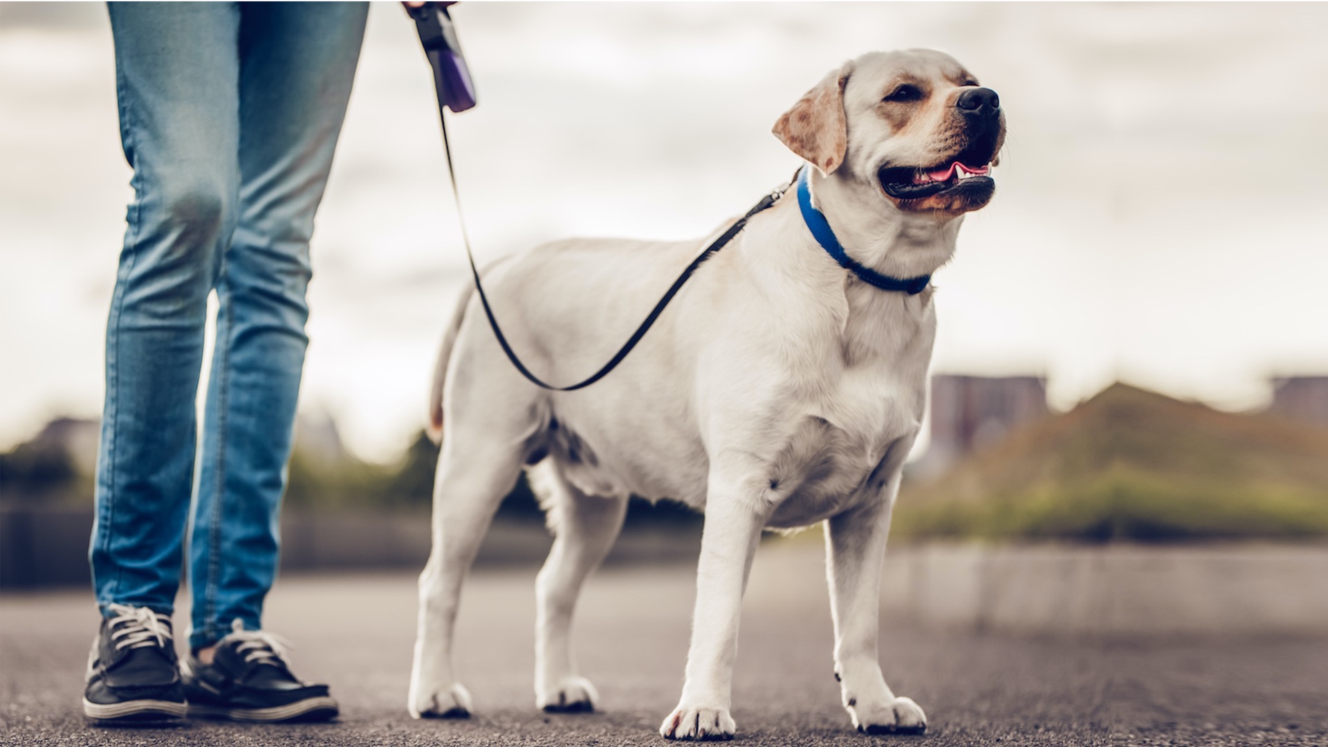 Flexi vodítko ,,Dobrý sluha, ale zlý pán"!