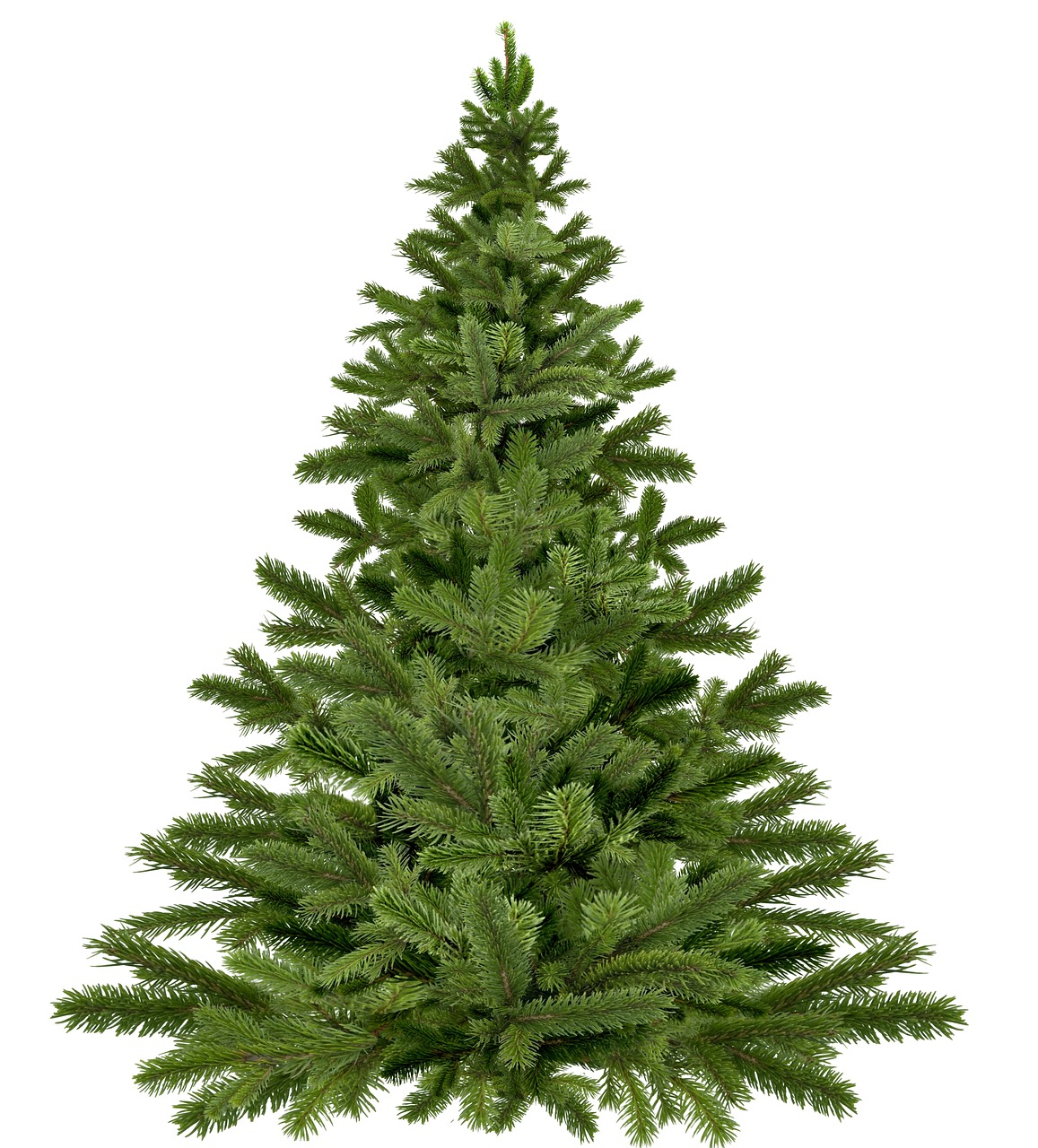 Jaký druh vánočního stromku si vybrat?