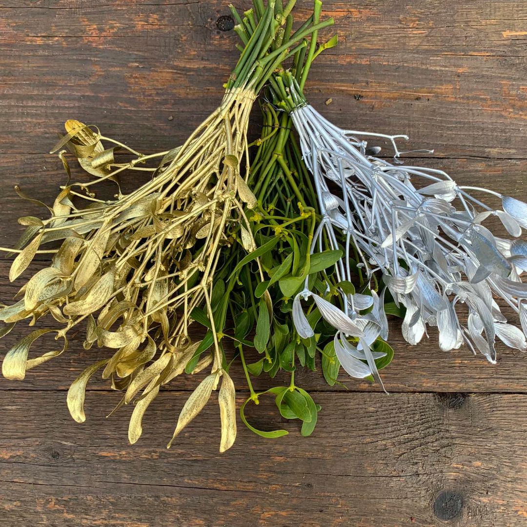 Zajímavosti o jmelí