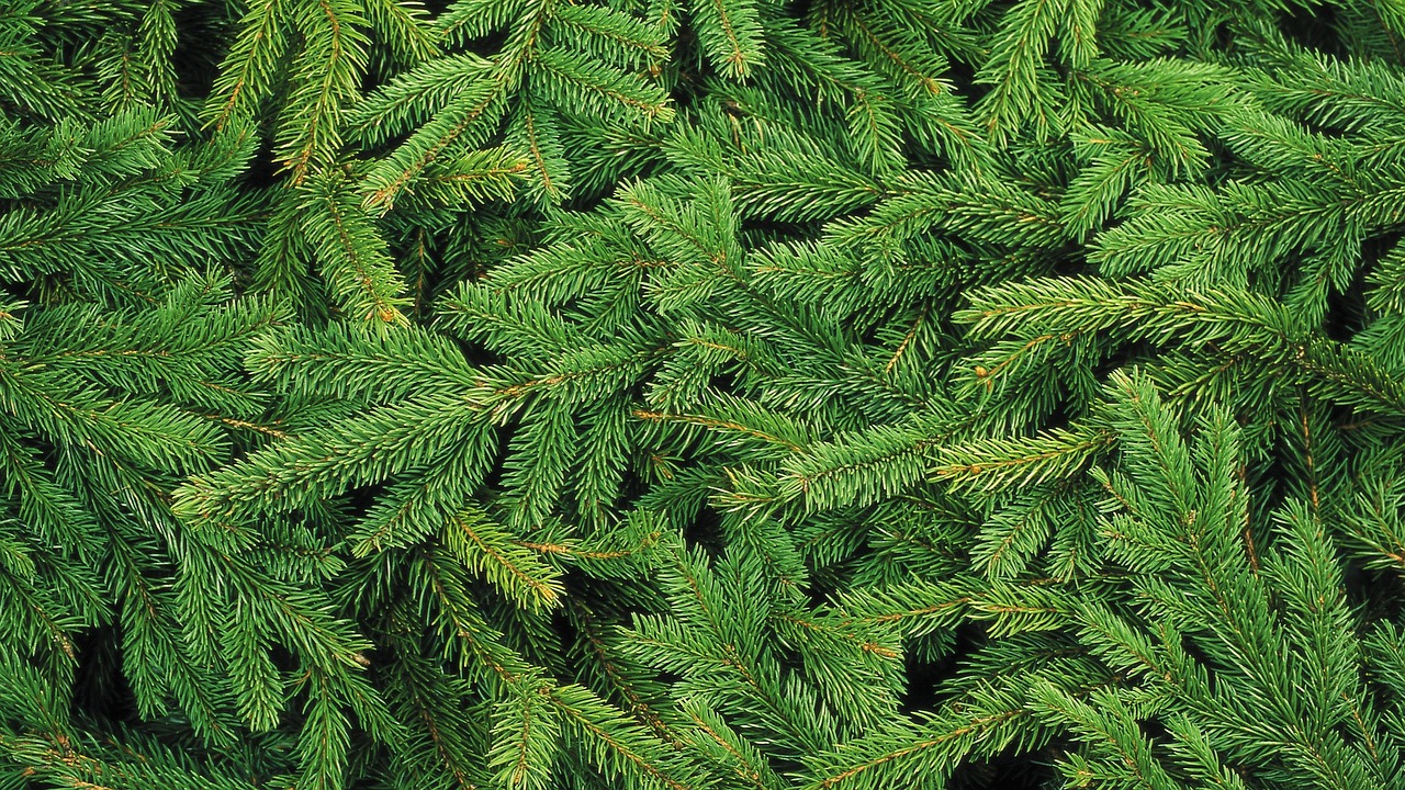 christmas-tree-1954838_1280_1